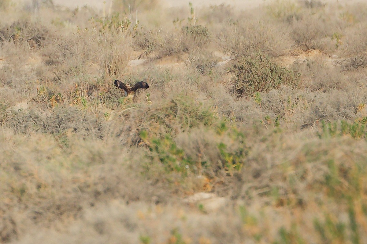 Курганник - ML645153600