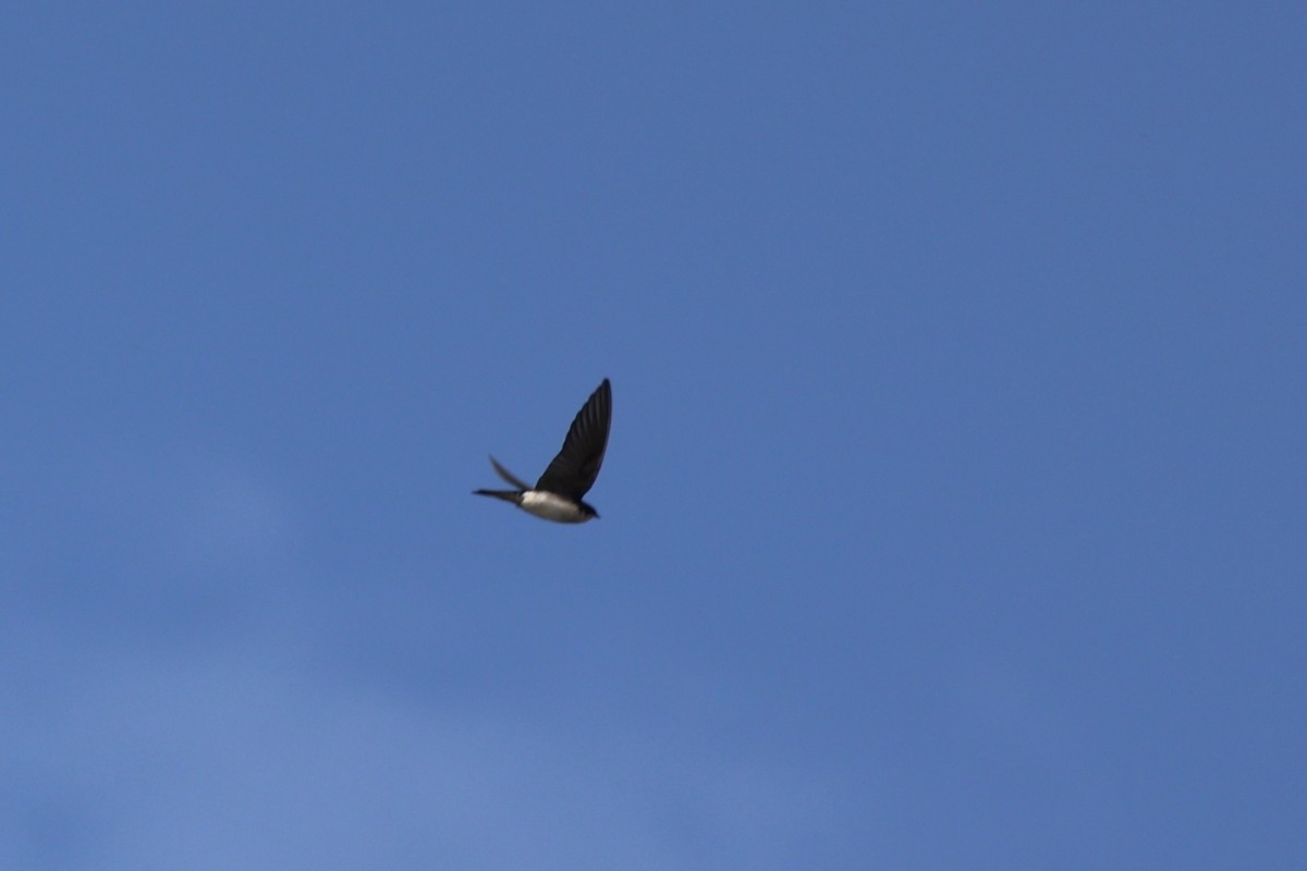 Tree Swallow - ML645153605