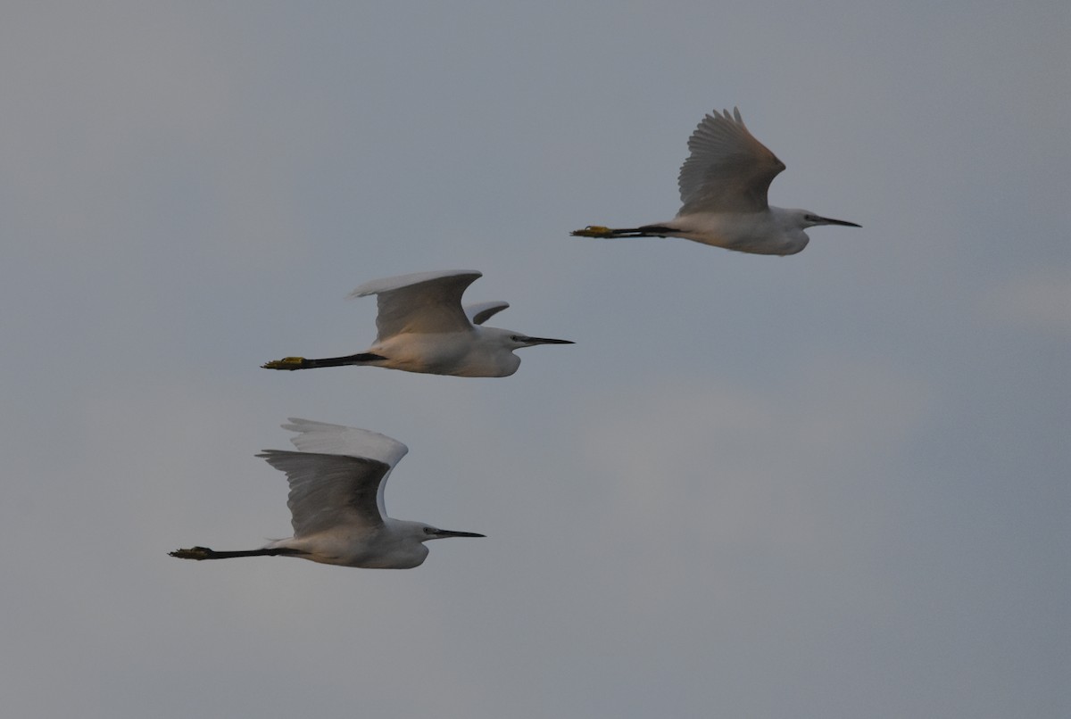 Little Egret - ML645153630