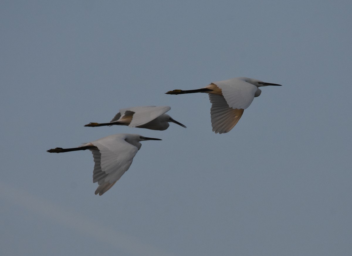 Little Egret - ML645153631