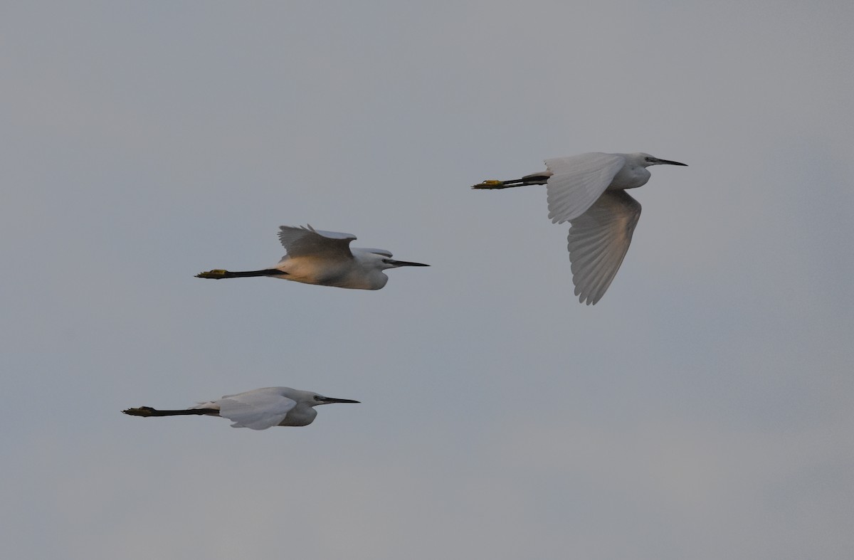 Little Egret - ML645153632