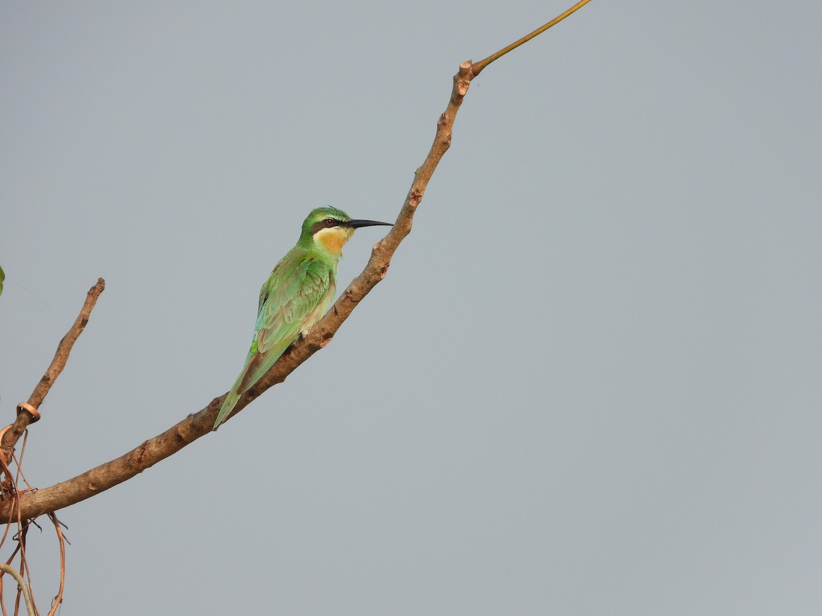 Blue-cheeked Bee-eater - ML645153633