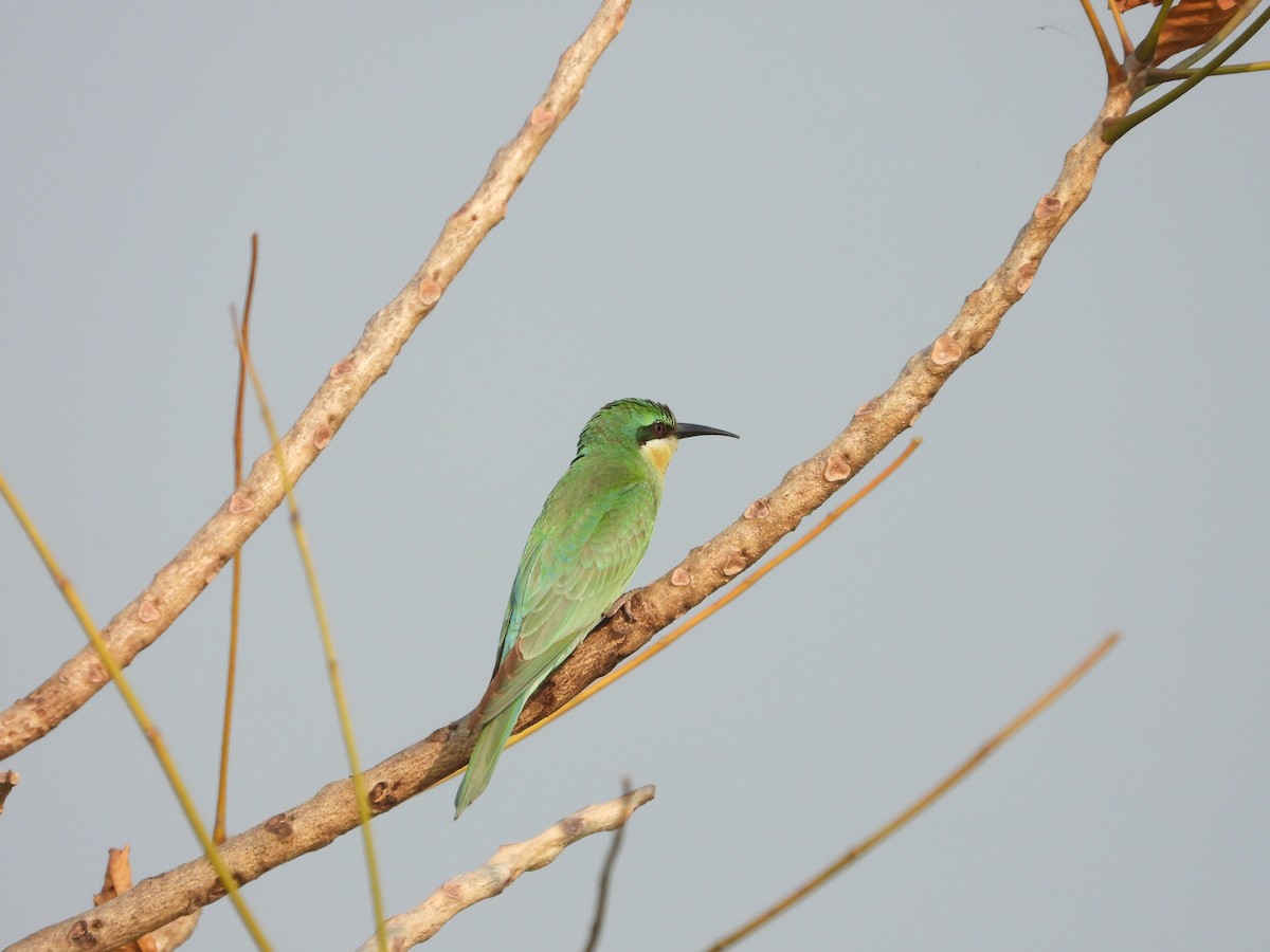 Blue-cheeked Bee-eater - ML645153634