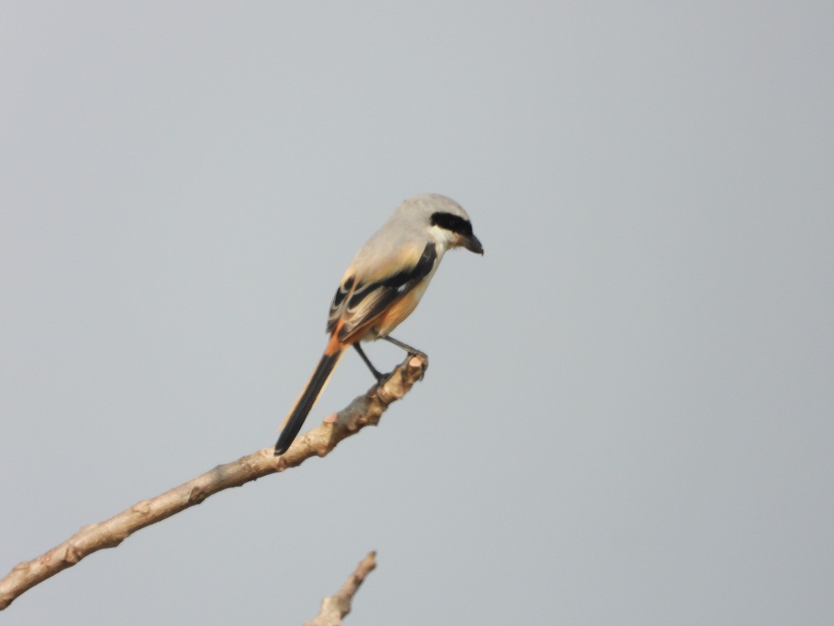 Long-tailed Shrike - ML645153648