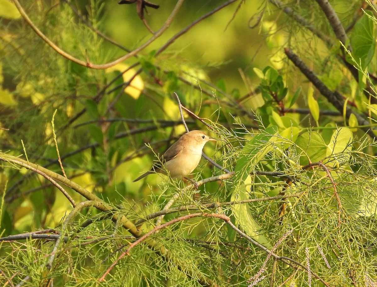 Booted Warbler - ML645153672