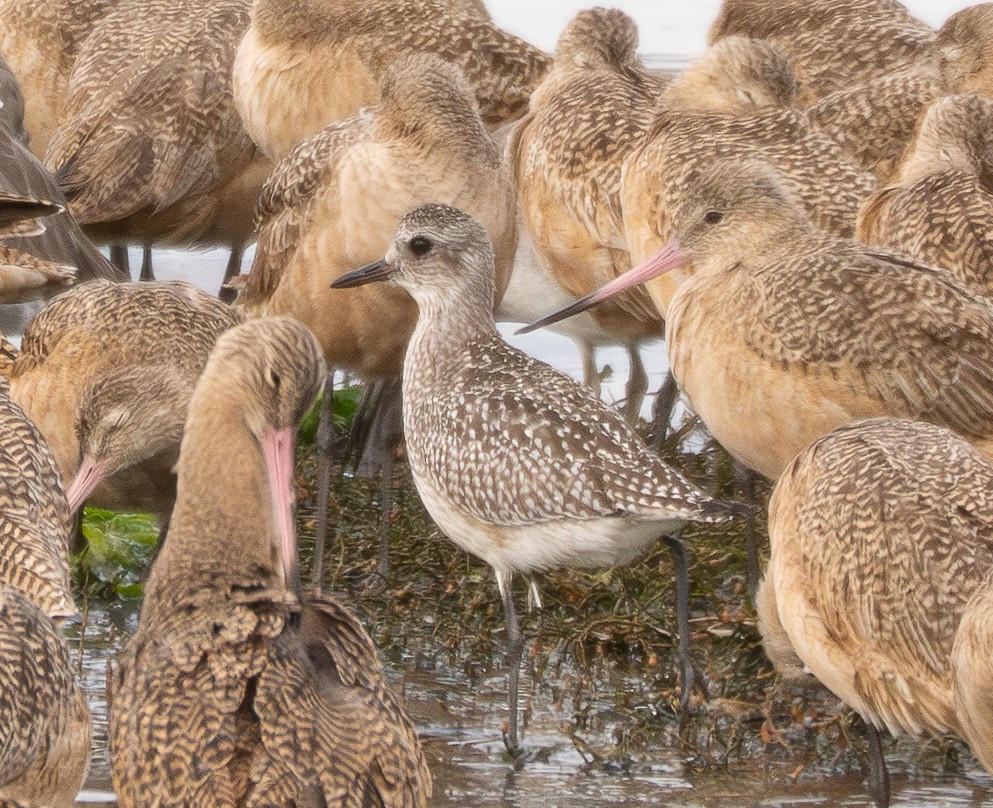 Chorlito Gris - ML645153677