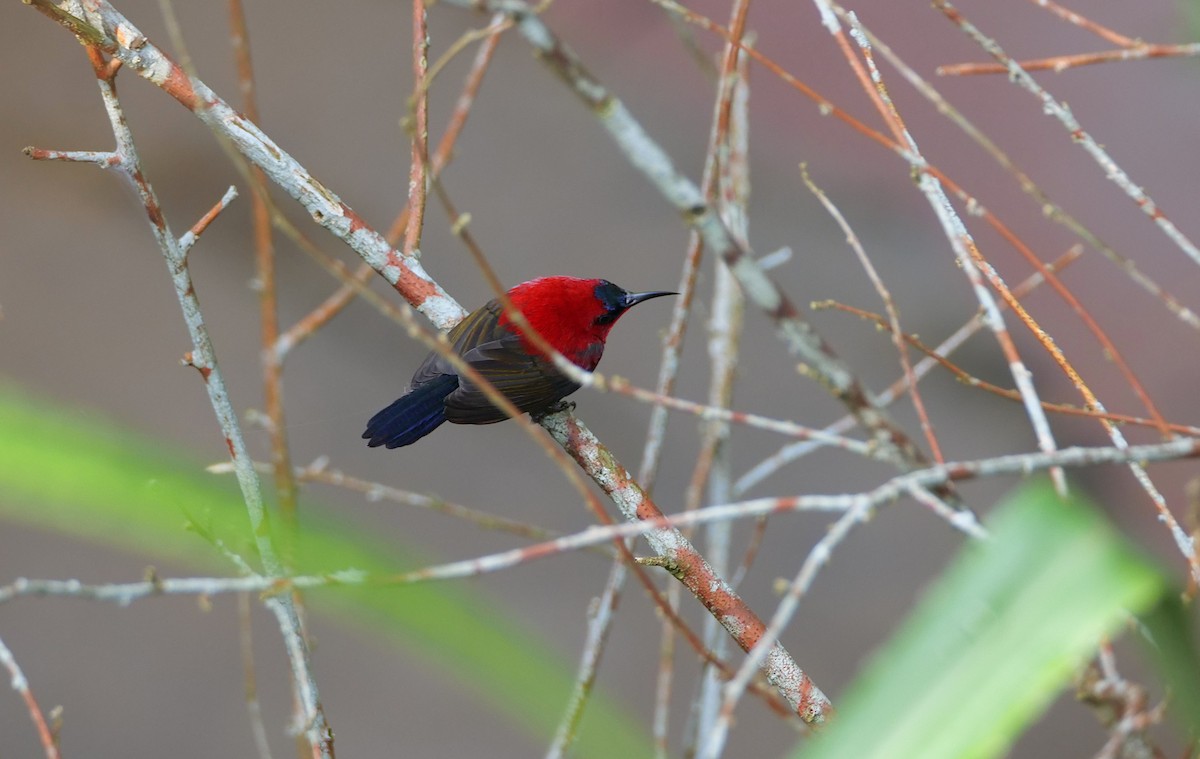 Crimson Sunbird - ML645153680