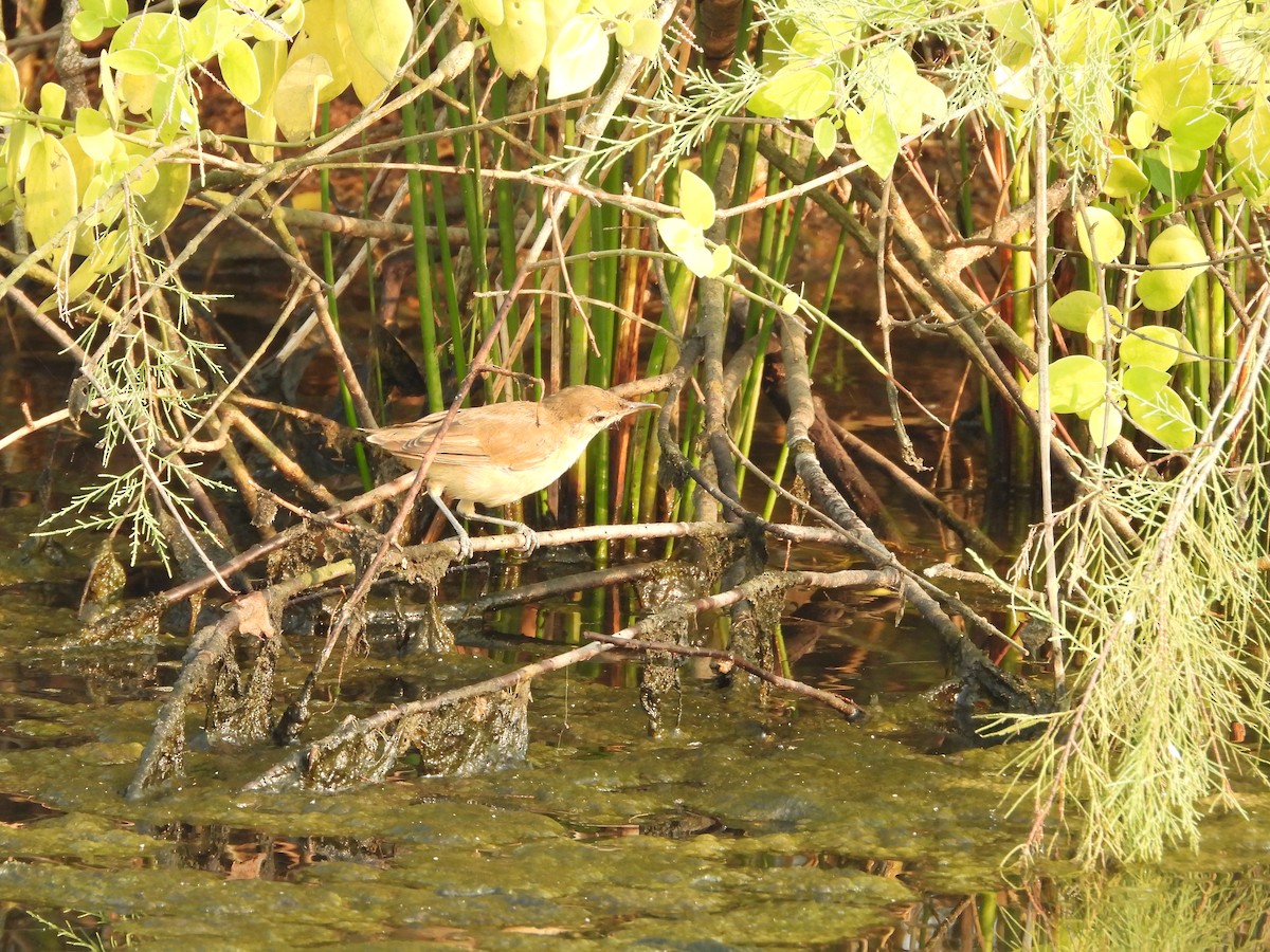 Lezkari zalapartaria - ML645153683