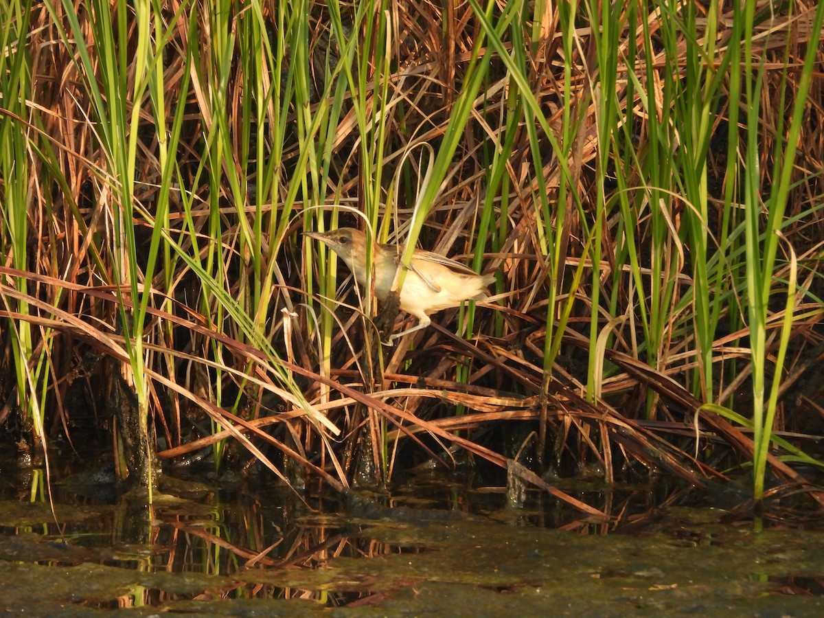 Lezkari zalapartaria - ML645153684