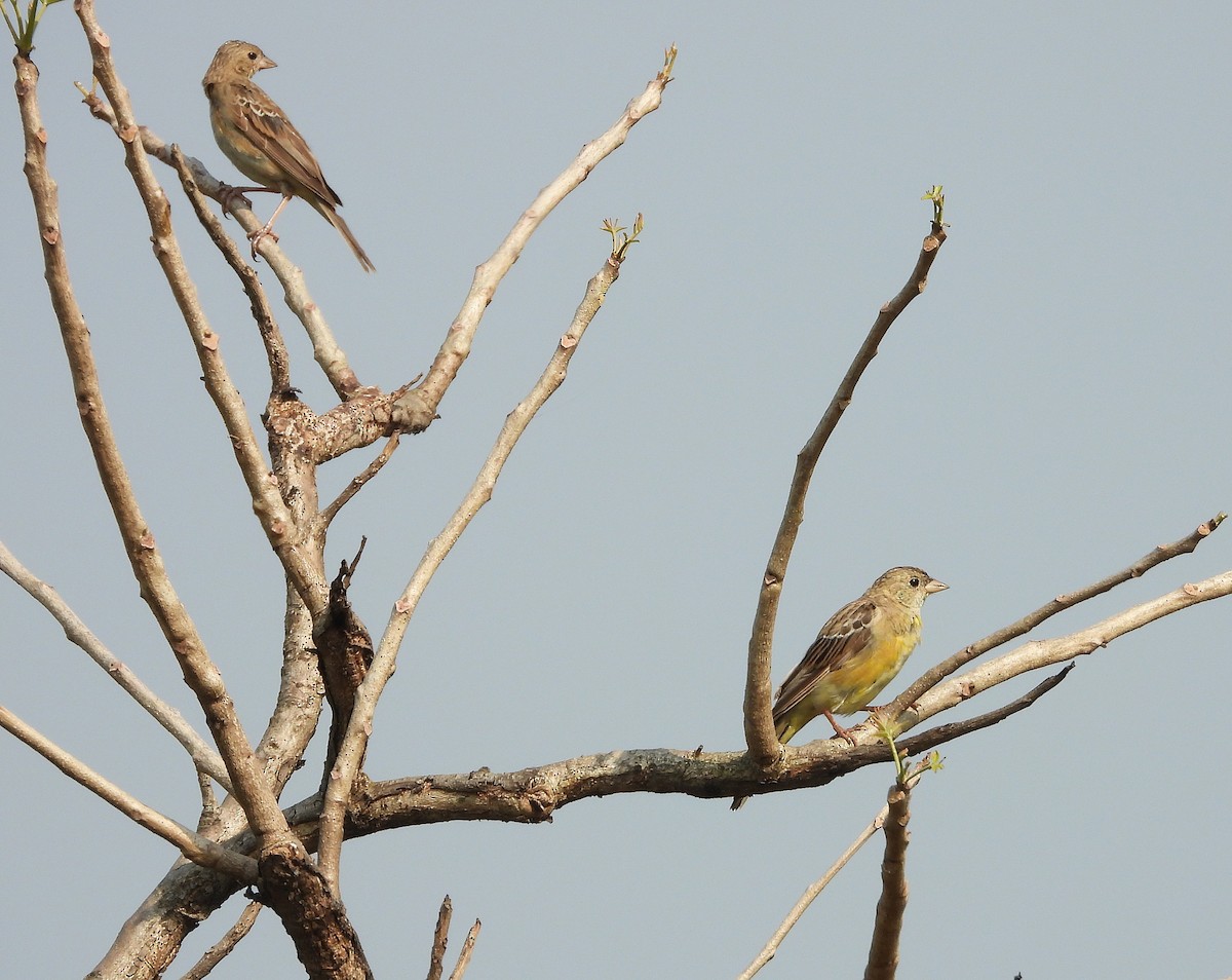 Black-headed Bunting - ML645153689