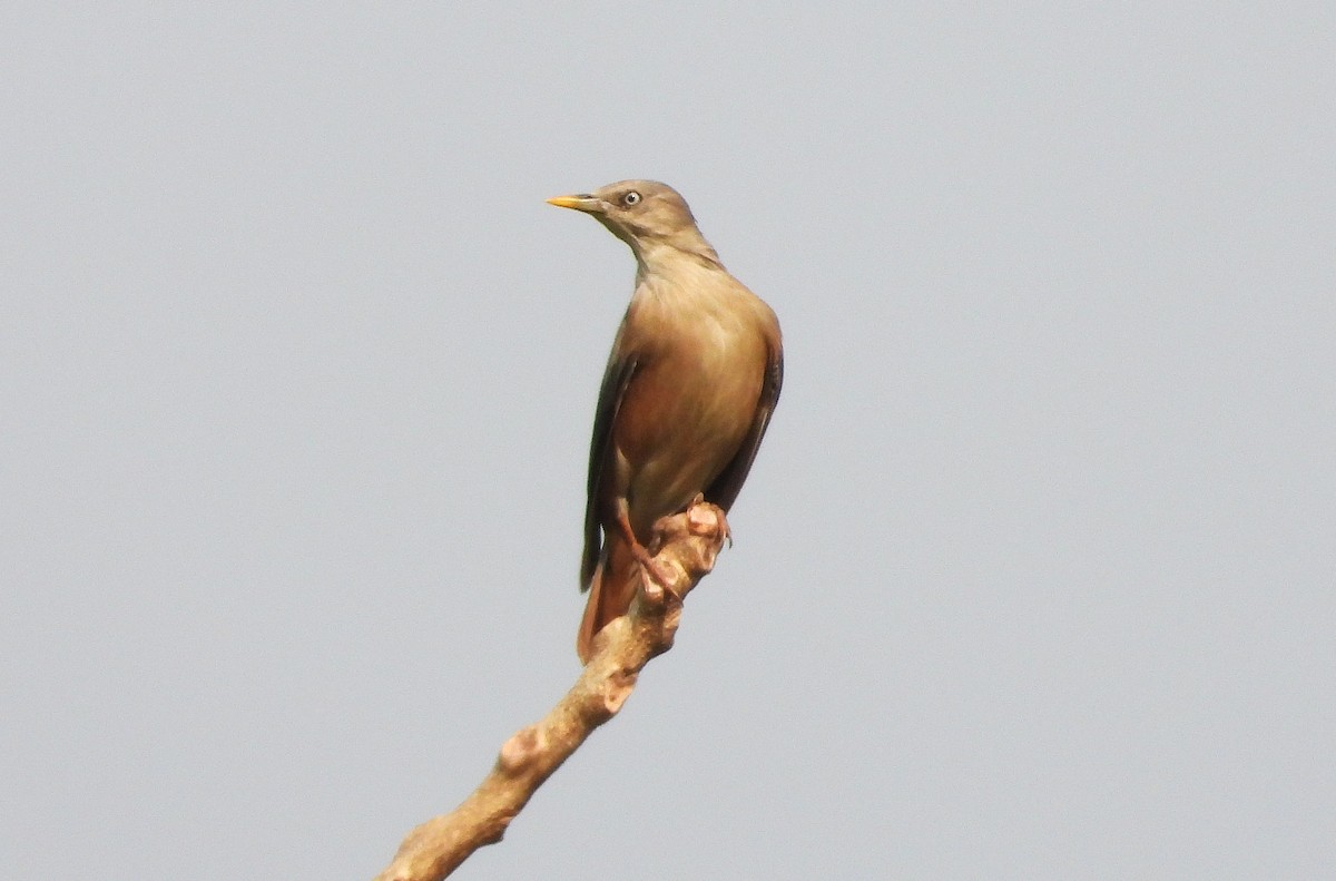 Chestnut-tailed Starling - ML645153694