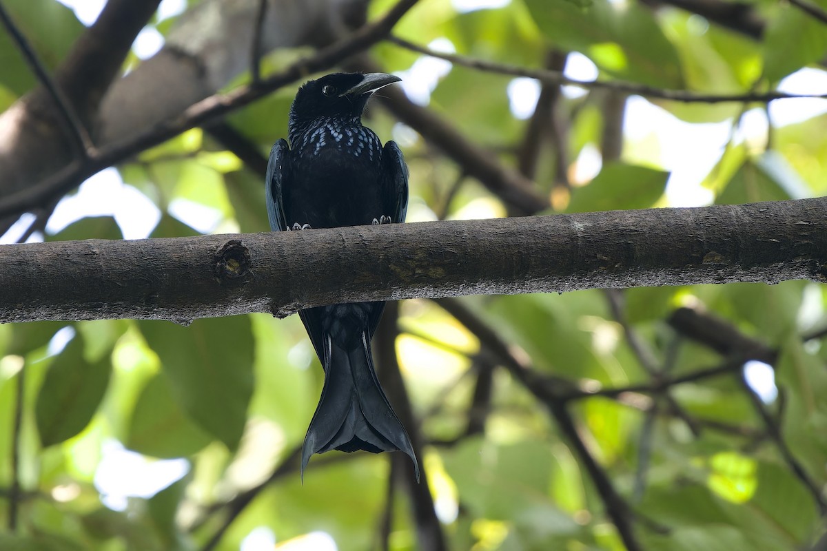 Hair-crested Drongo (Hair-crested) - ML645153723