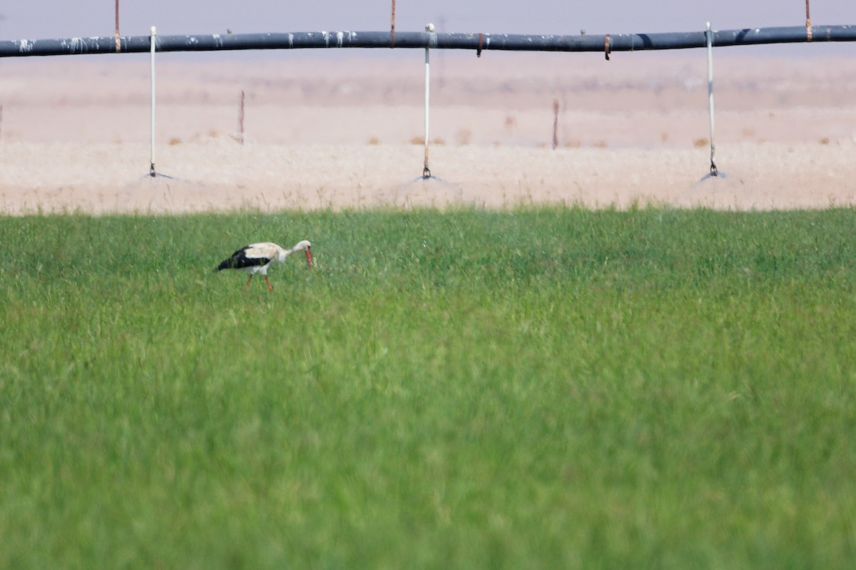 Белый аист - ML645153744