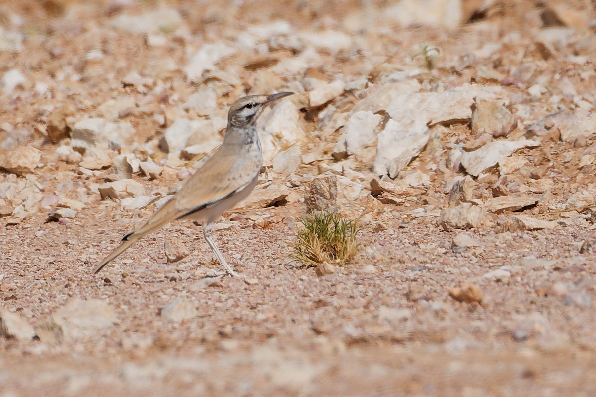 Большой удодовый жаворонок - ML645153748