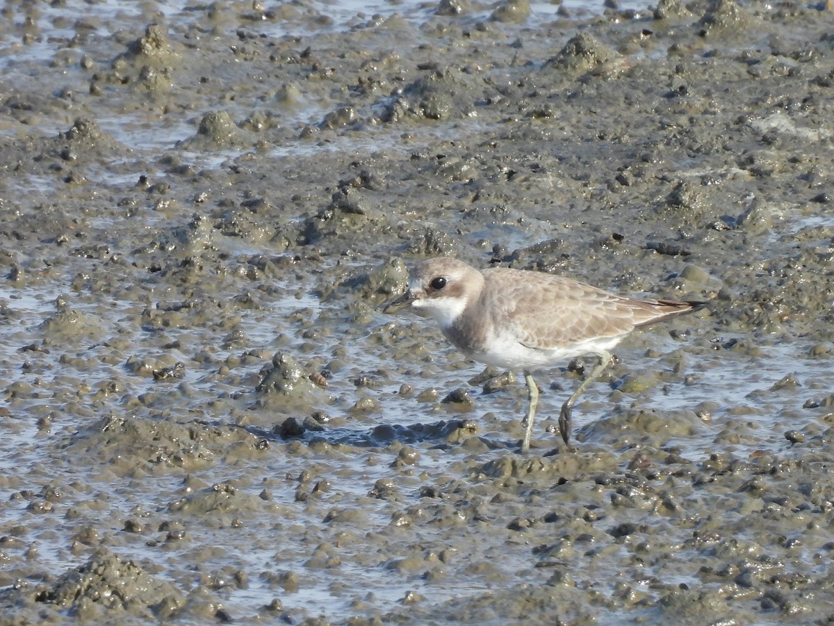 Монгольский зуёк - ML645153750