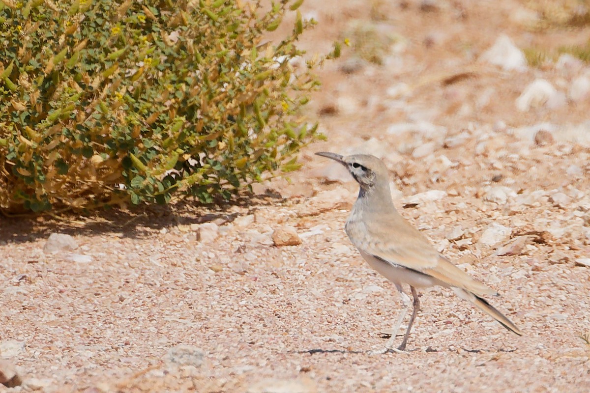 Большой удодовый жаворонок - ML645153751