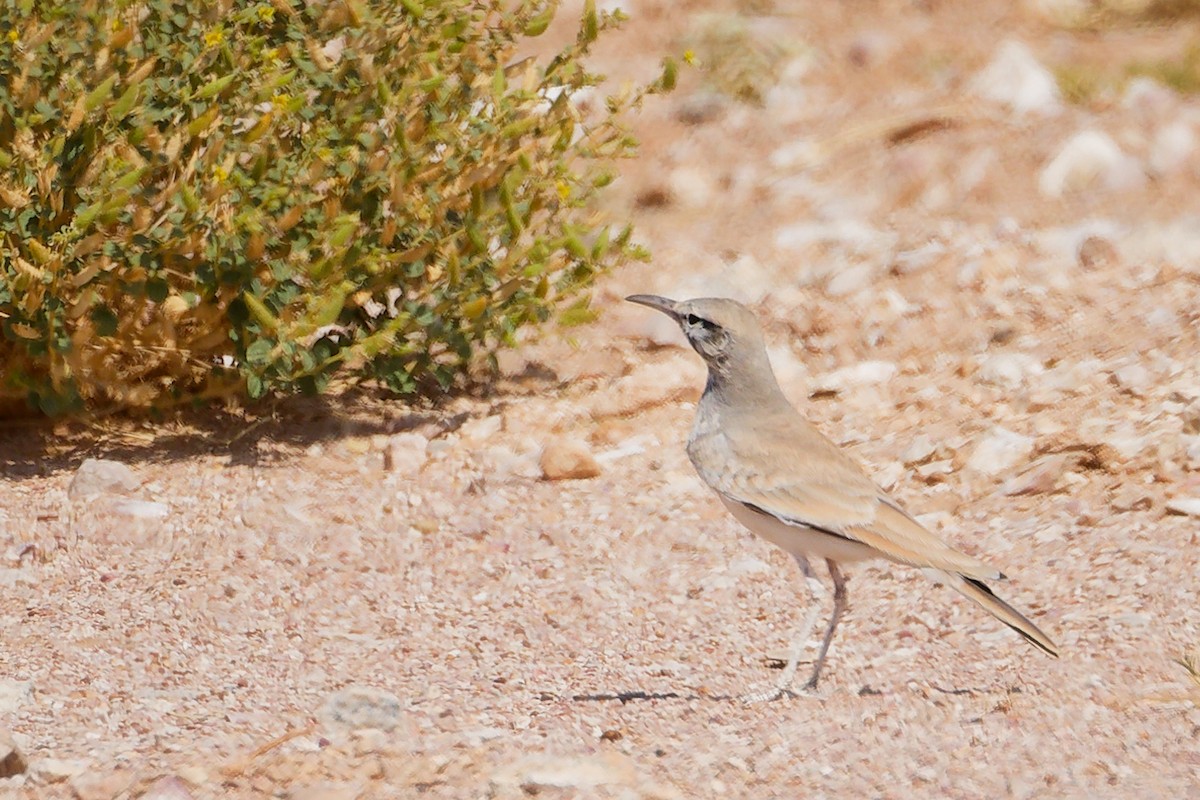 Большой удодовый жаворонок - ML645153752