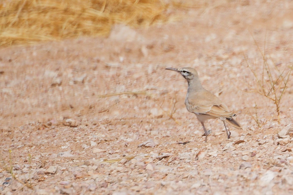 Большой удодовый жаворонок - ML645153754