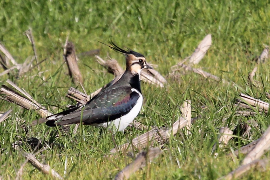 Чибис - ML645153755