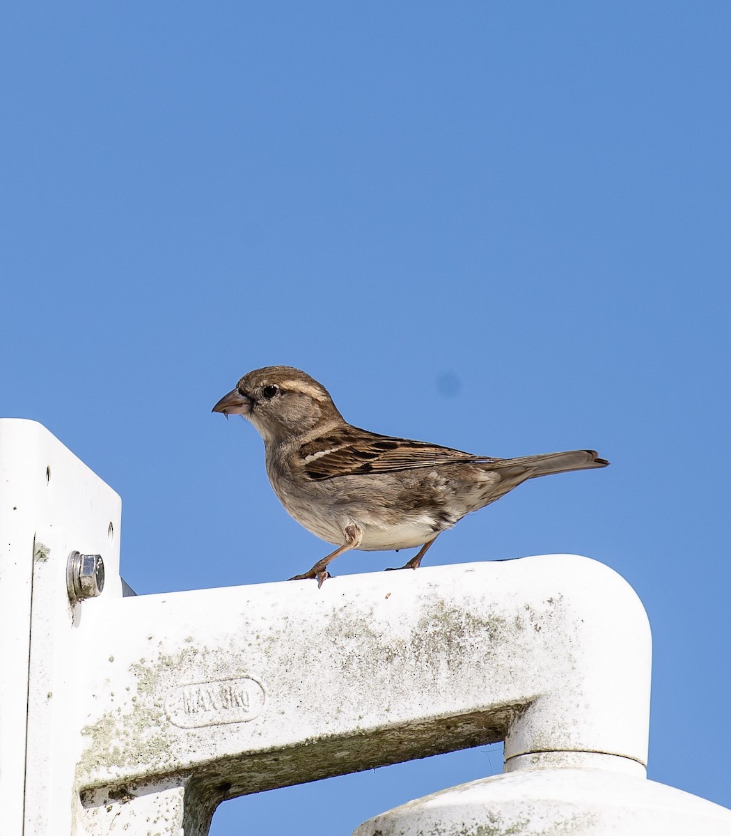 Домовый воробей - ML645153756