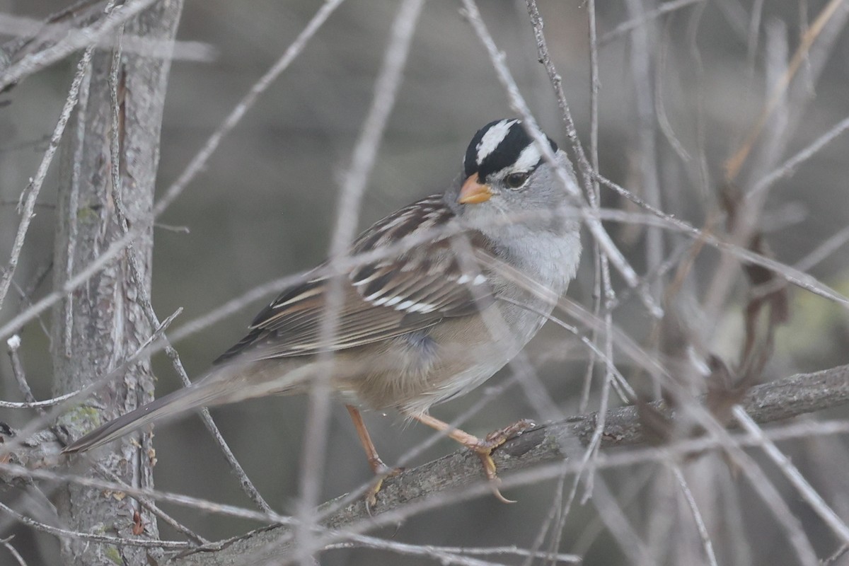 Белобровая овсянка (gambelii) - ML645153758