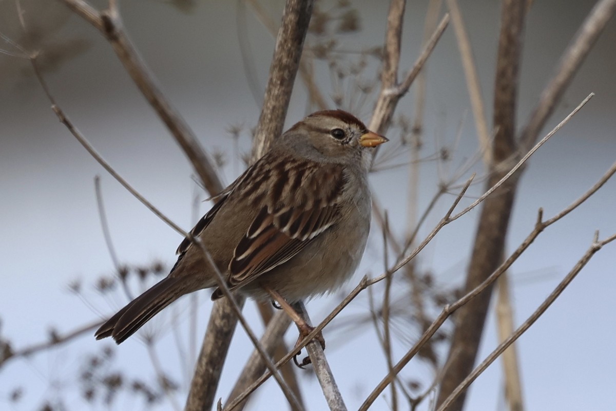 Белобровая овсянка (gambelii) - ML645153759