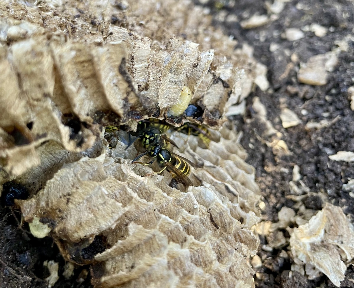 Insects - ML645153760