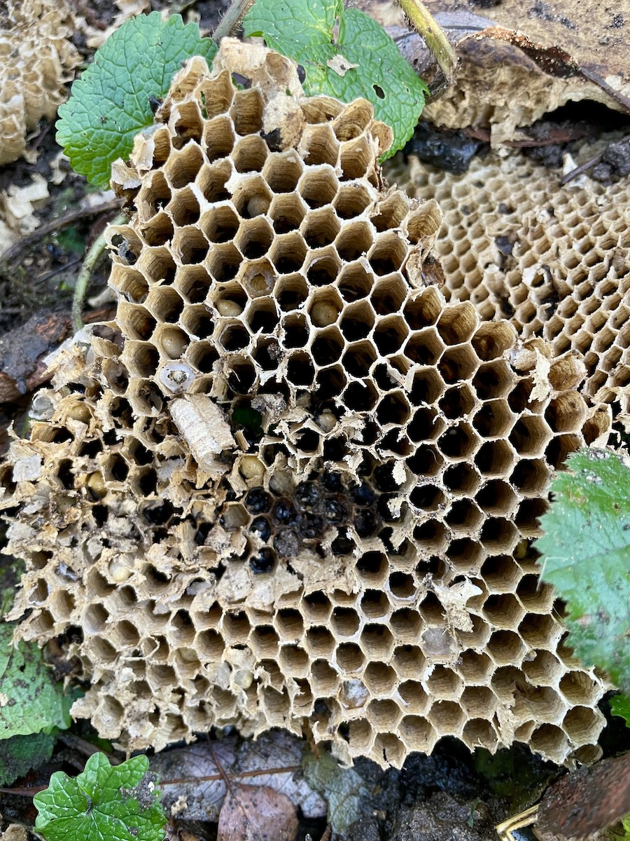 Insects - ML645153761