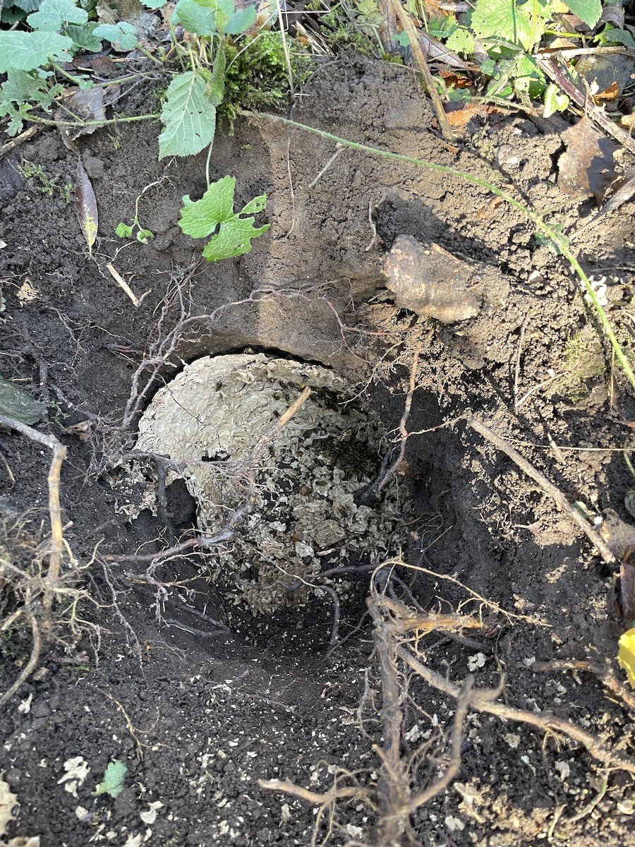 Insects - ML645153762