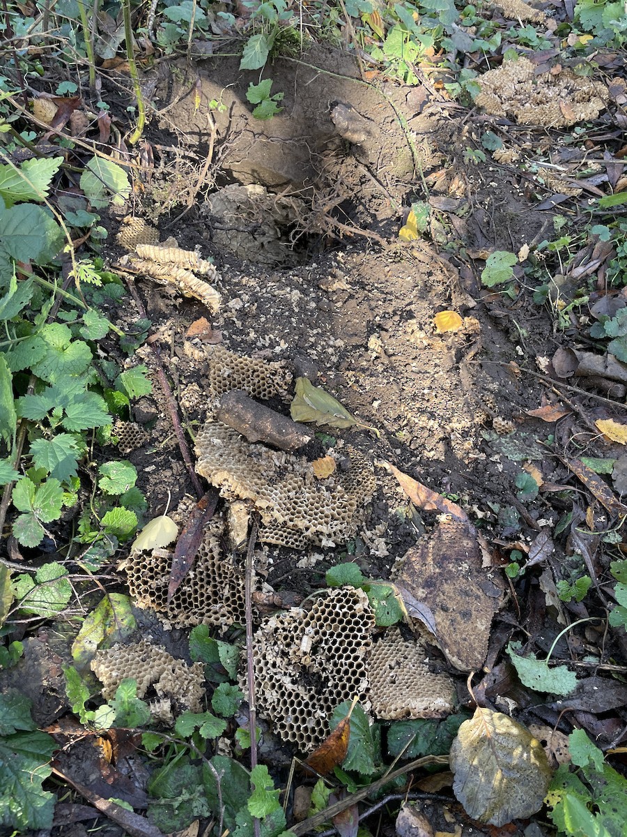 Insects - ML645153763