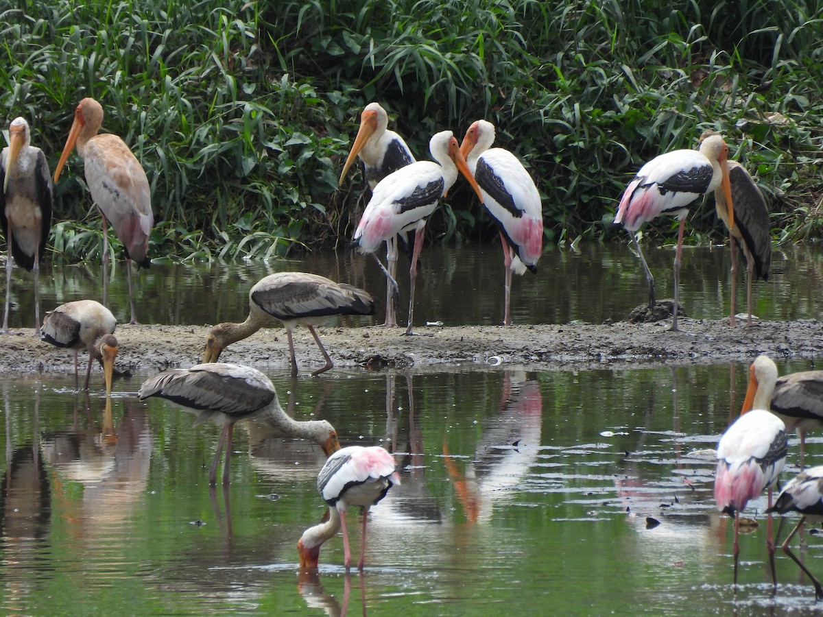 Расписной клювач - ML645153767