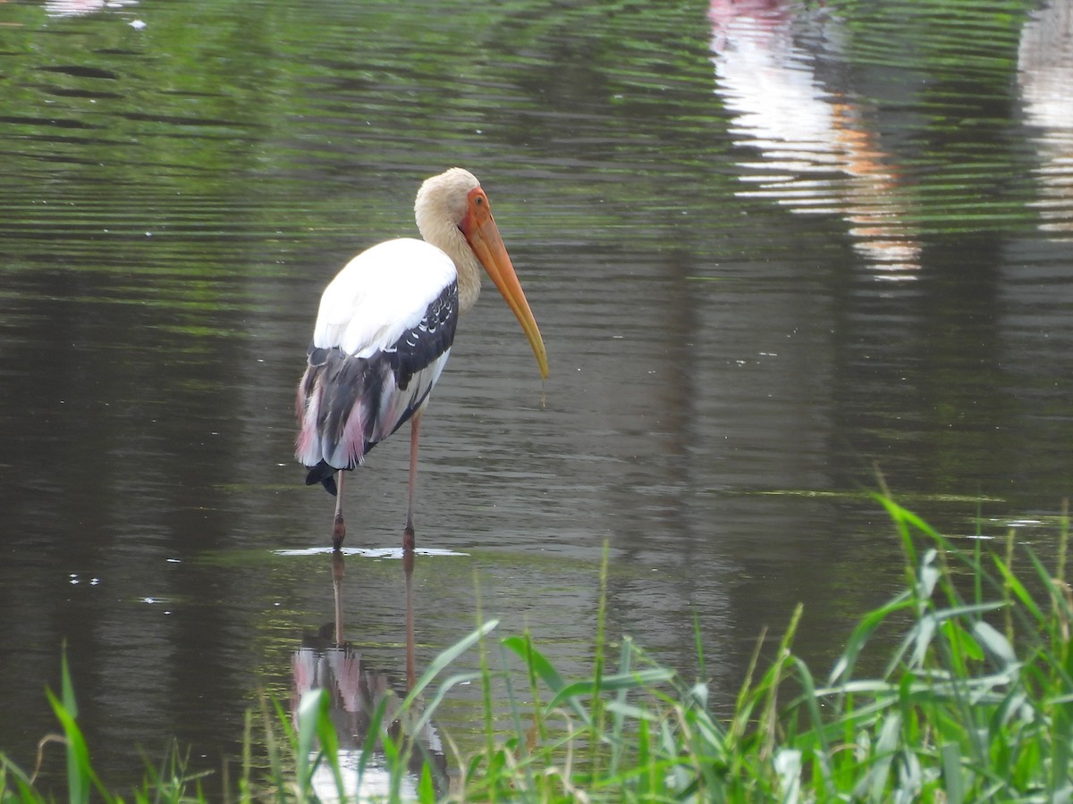 Расписной клювач - ML645153768