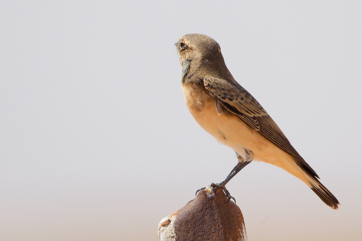 Каменка-плешанка - ML645153771