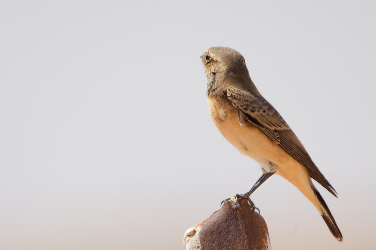 Каменка-плешанка - ML645153772