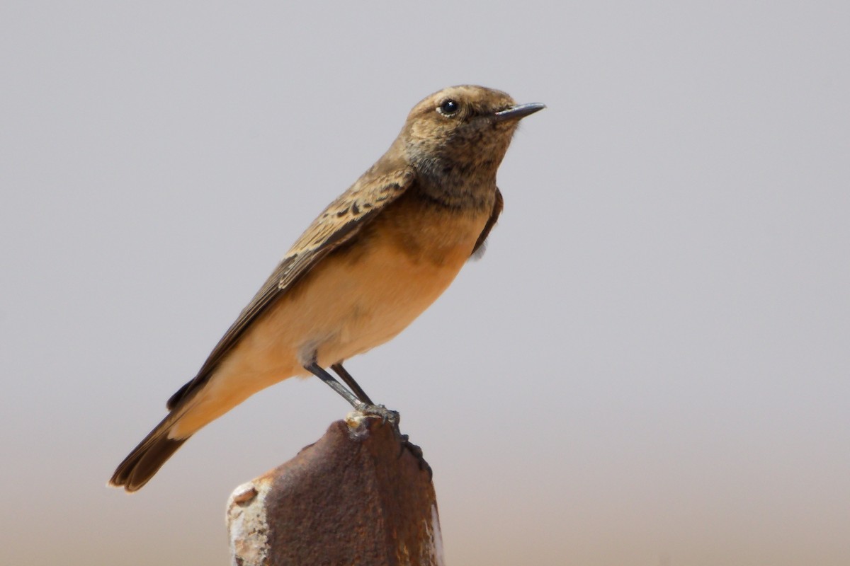 Каменка-плешанка - ML645153773