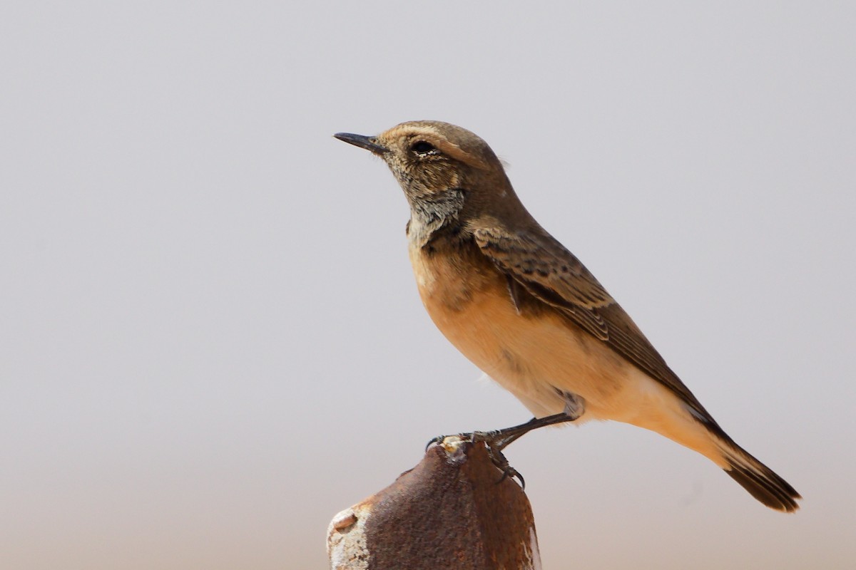 Каменка-плешанка - ML645153774