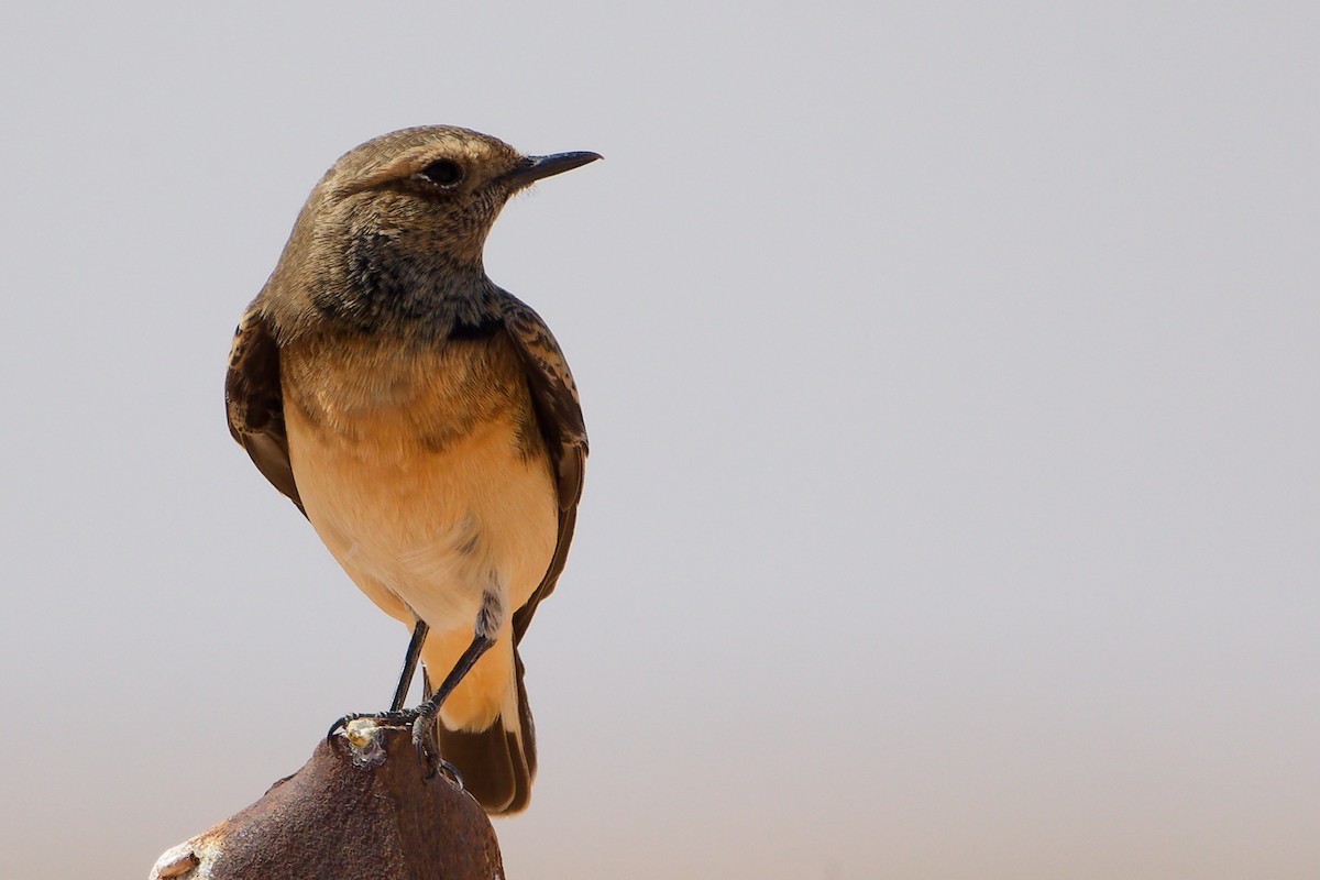 Каменка-плешанка - ML645153775