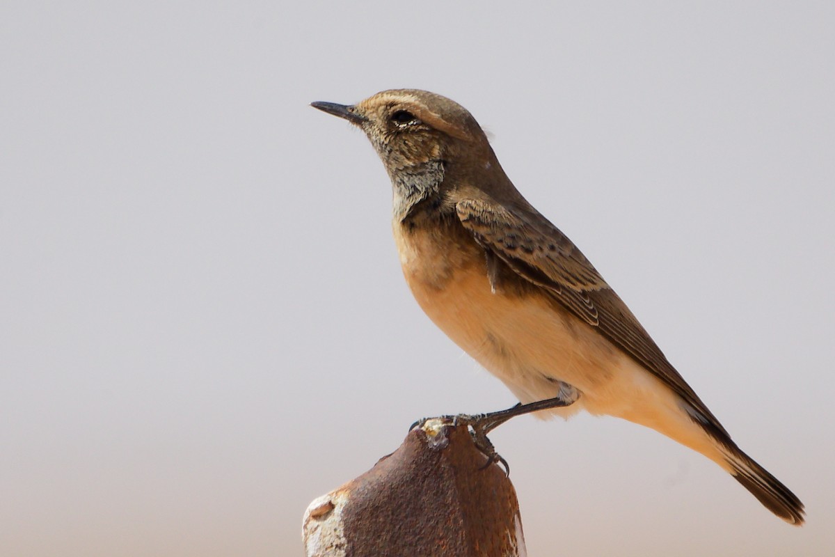 Каменка-плешанка - ML645153776