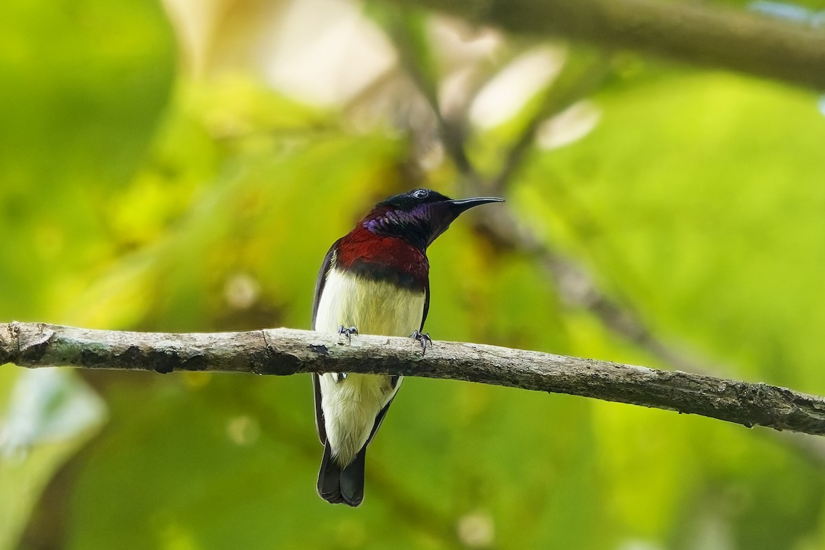 Карликовая нектарница - ML645153777