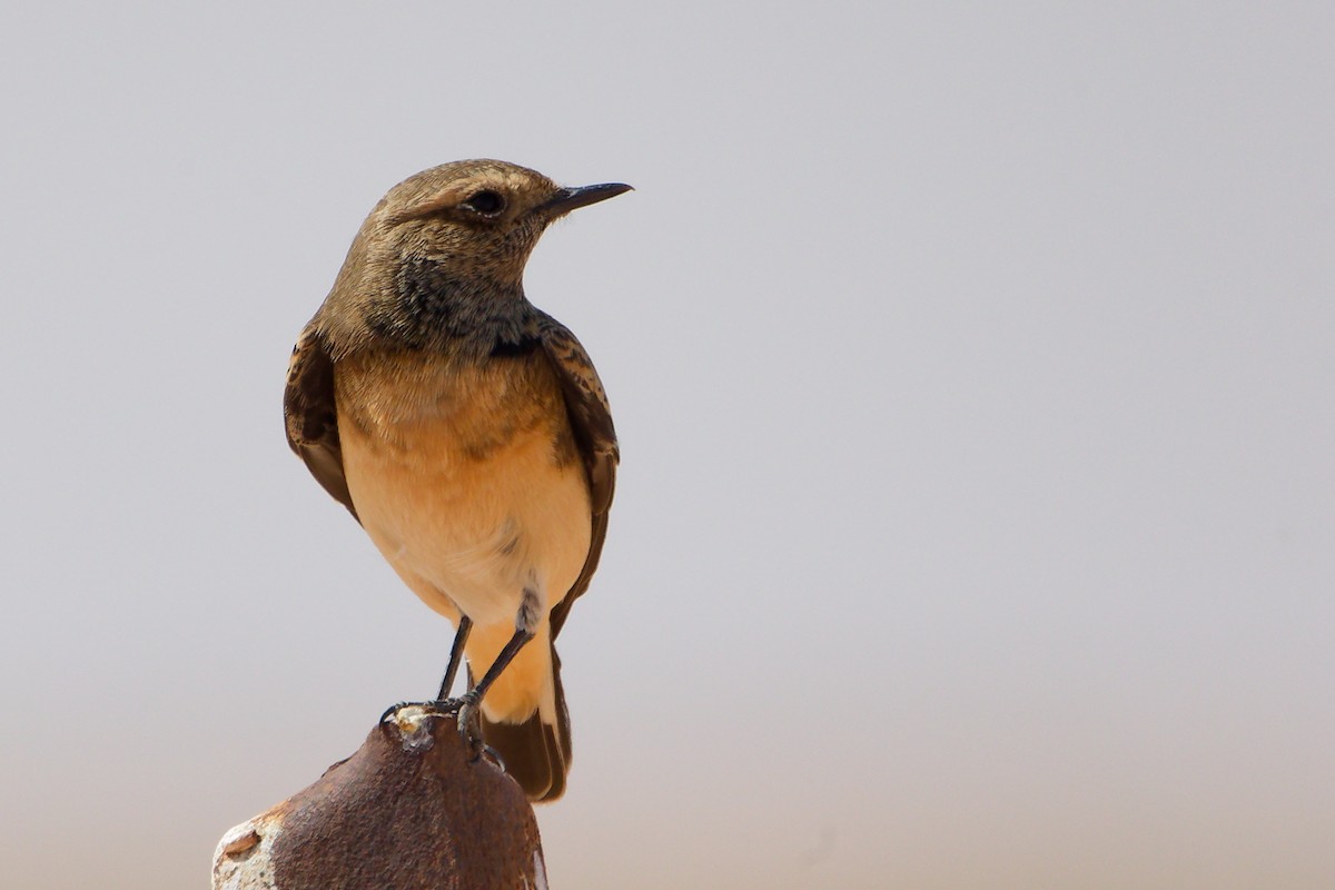 Каменка-плешанка - ML645153778