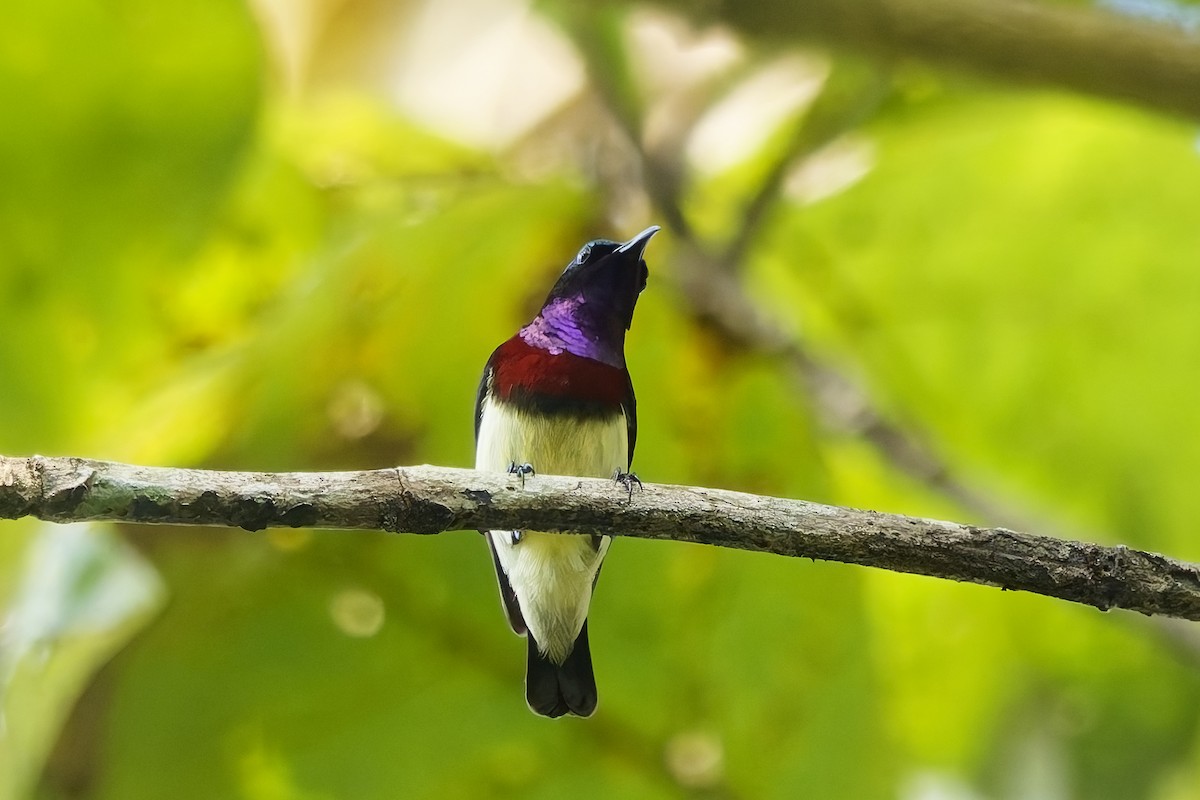 Карликовая нектарница - ML645153779