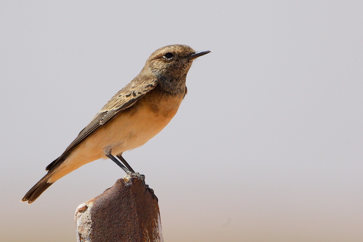 Каменка-плешанка - ML645153780