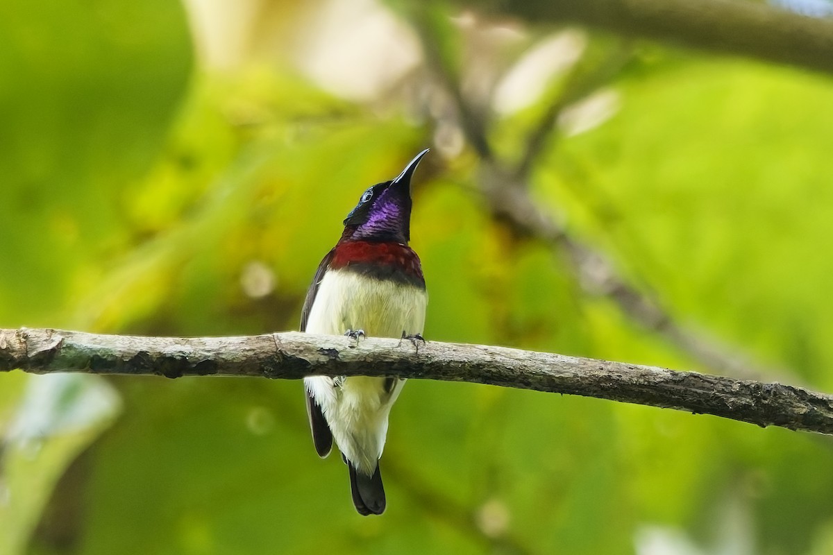 Карликовая нектарница - ML645153781