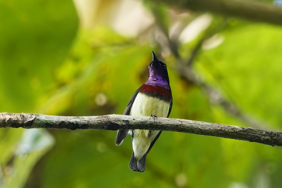 Карликовая нектарница - ML645153782