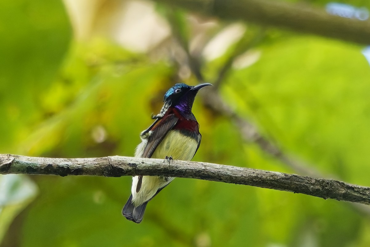 Карликовая нектарница - ML645153783