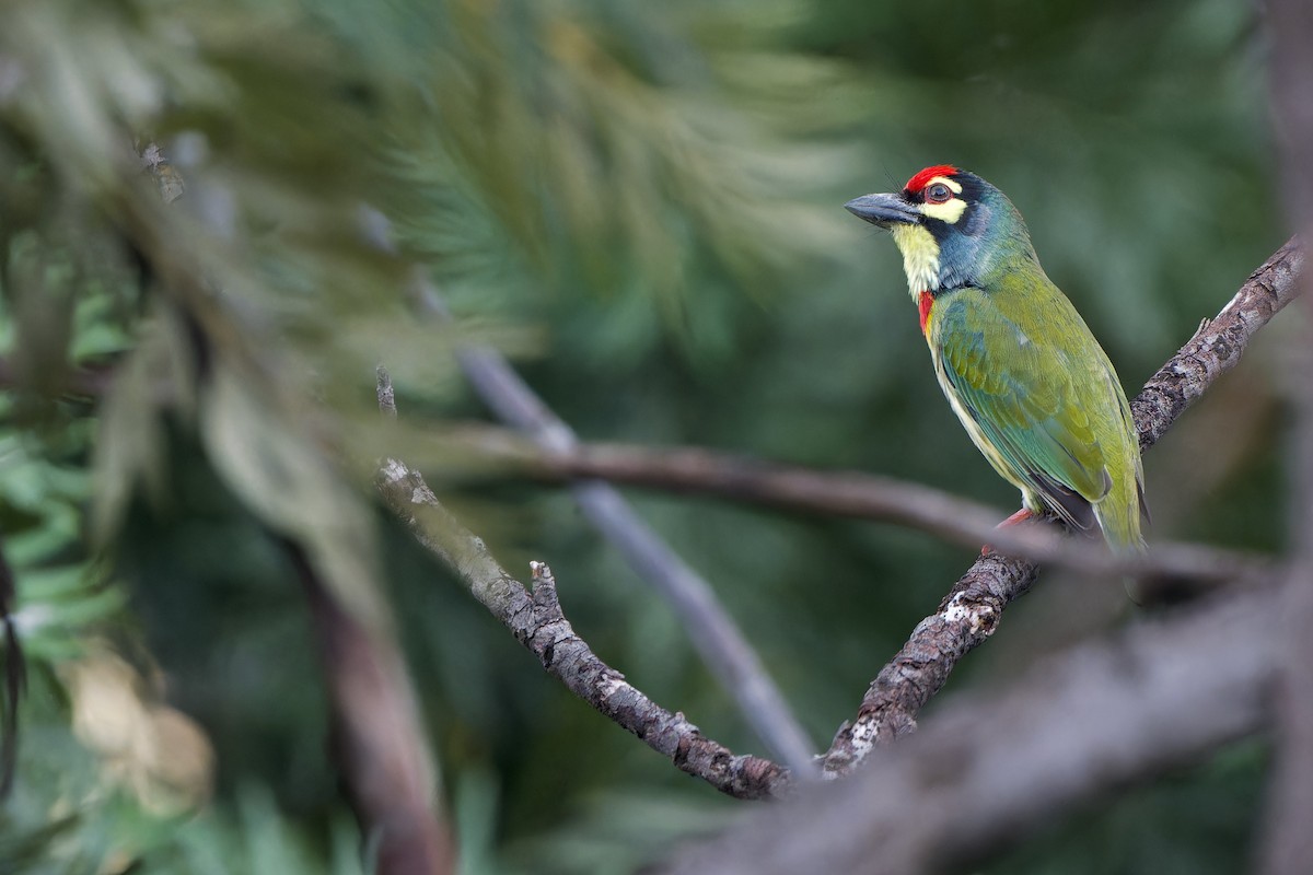 Coppersmith Barbet (Western Yellow-faced) - ML645153784