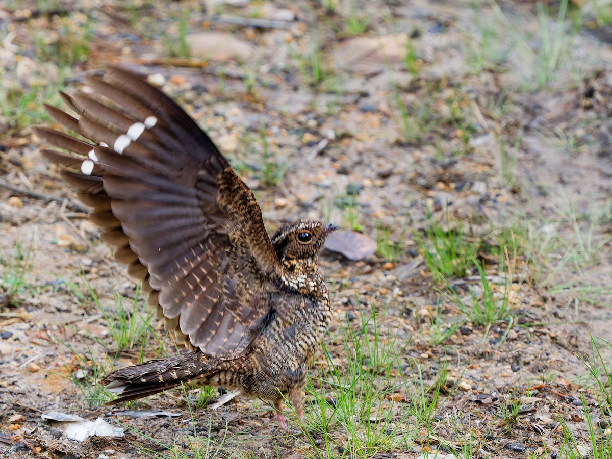 Траурный козодой - ML645153785