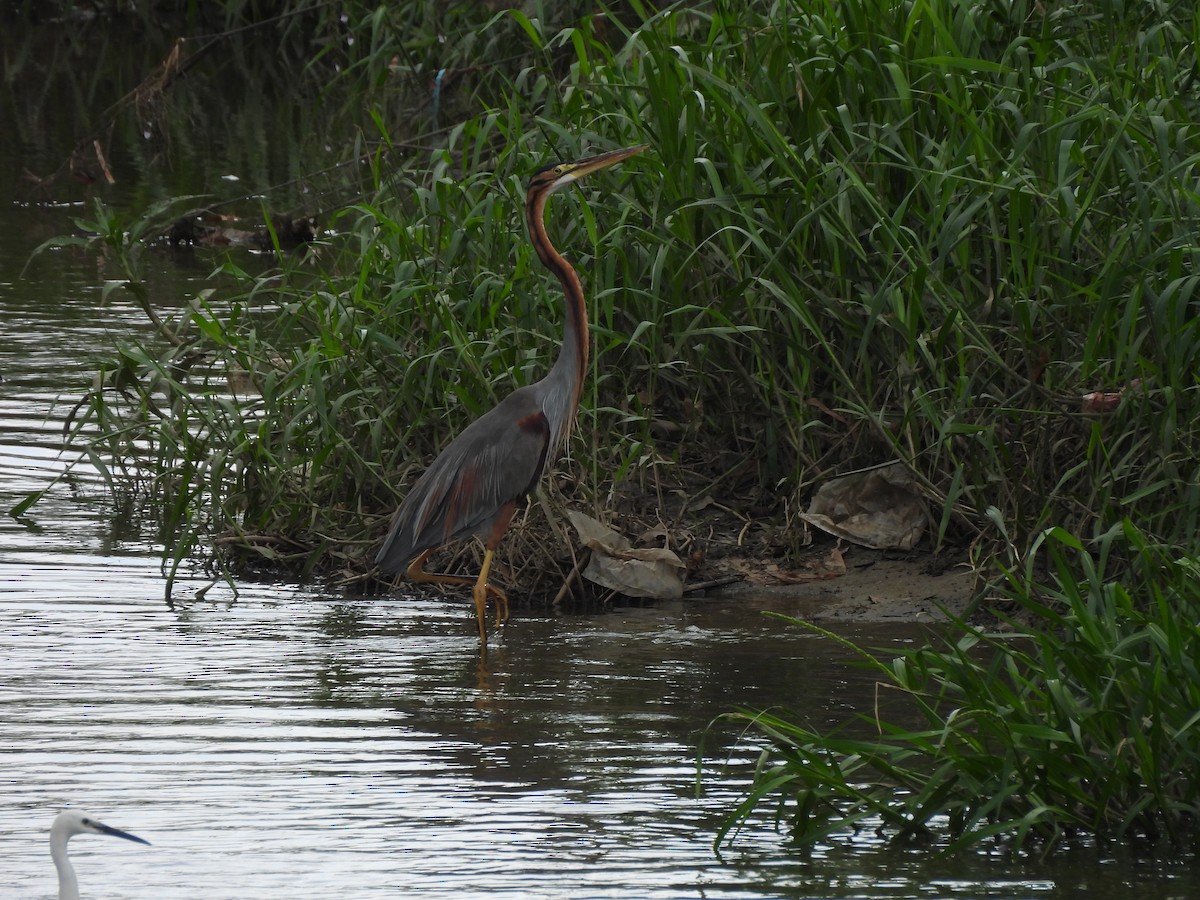 Рыжая цапля (группа purpurea) - ML645153786