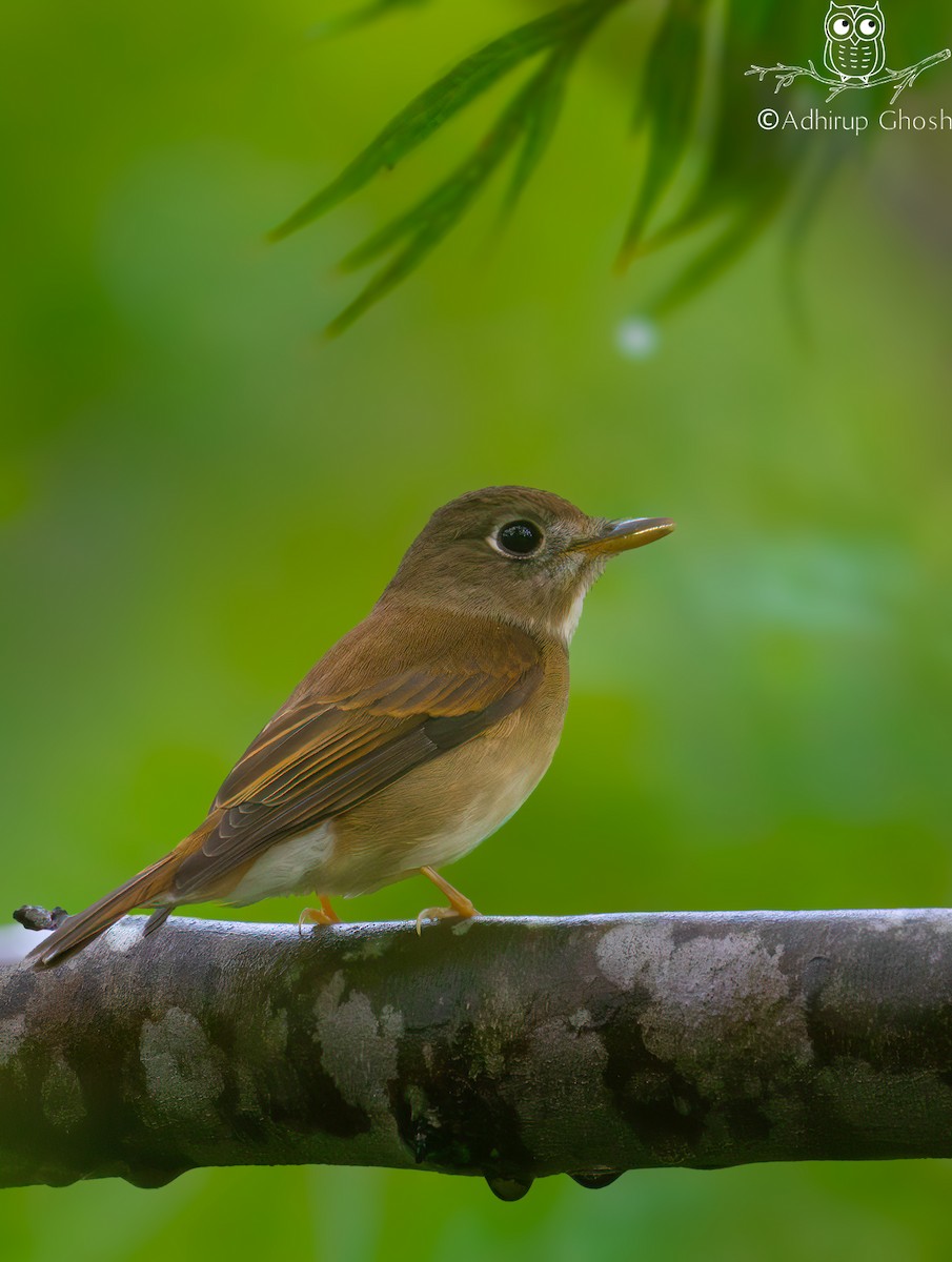 Brown-breasted Flycatcher - ML645153794