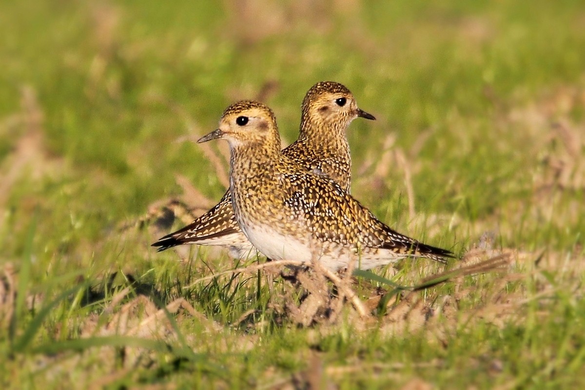 European Golden-Plover - ML645153797